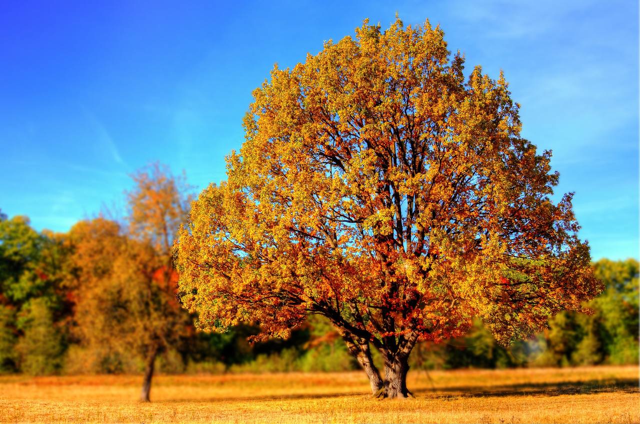 Herbstbaum bunt